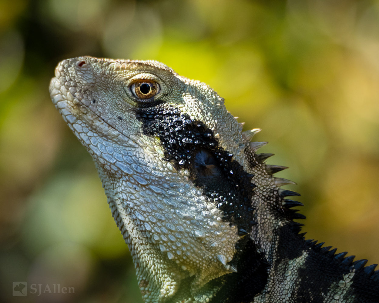 View Water Dragon by SJ Allen