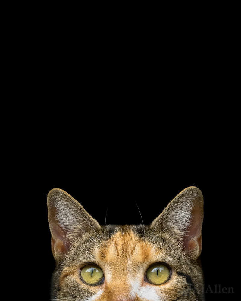 View Cheeky Cat by SJ Allen
