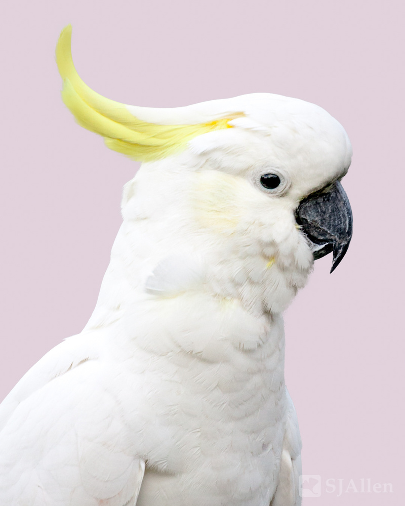 View Cockatoo Portrait by SJ Allen