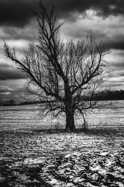 View Untitled 3 by Terry Strayn