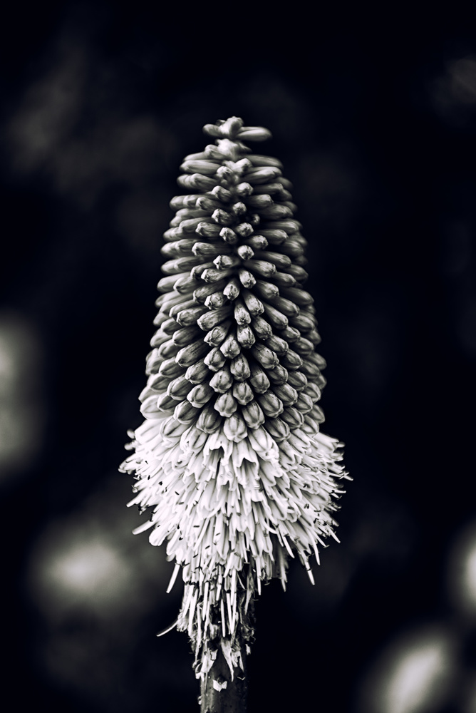 View Untitled 28 by Nir Roitman
