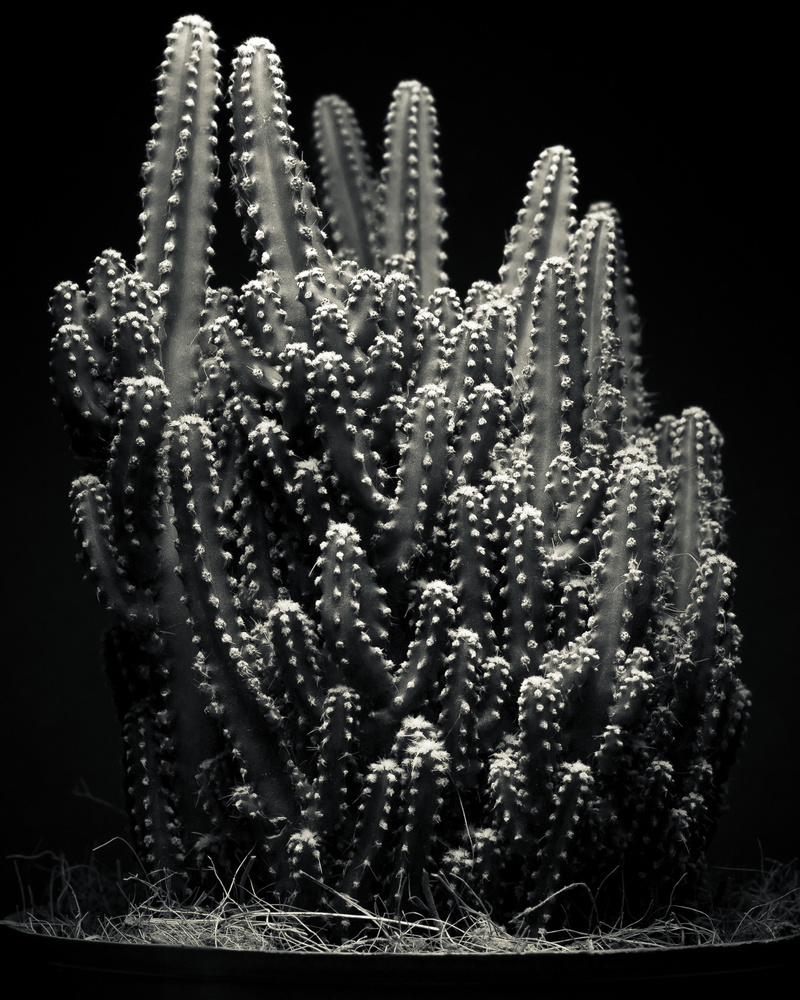 View Untitled 3 by Eddy Charlton
