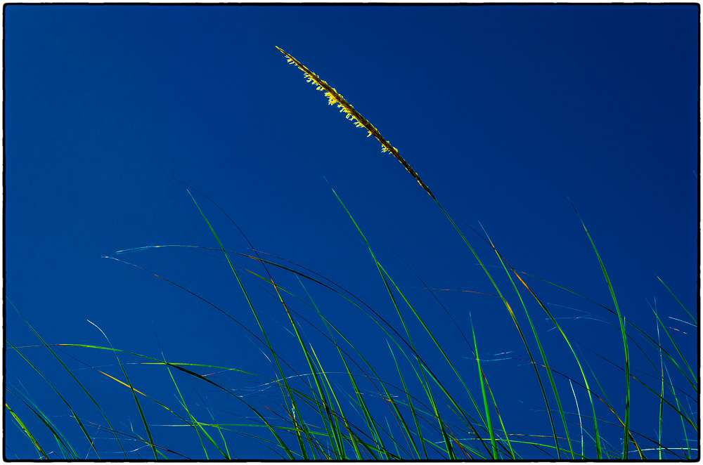 View Untitled 9 by Ronald Gillis