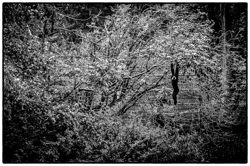 View Untitled 8 by Ronald Gillis