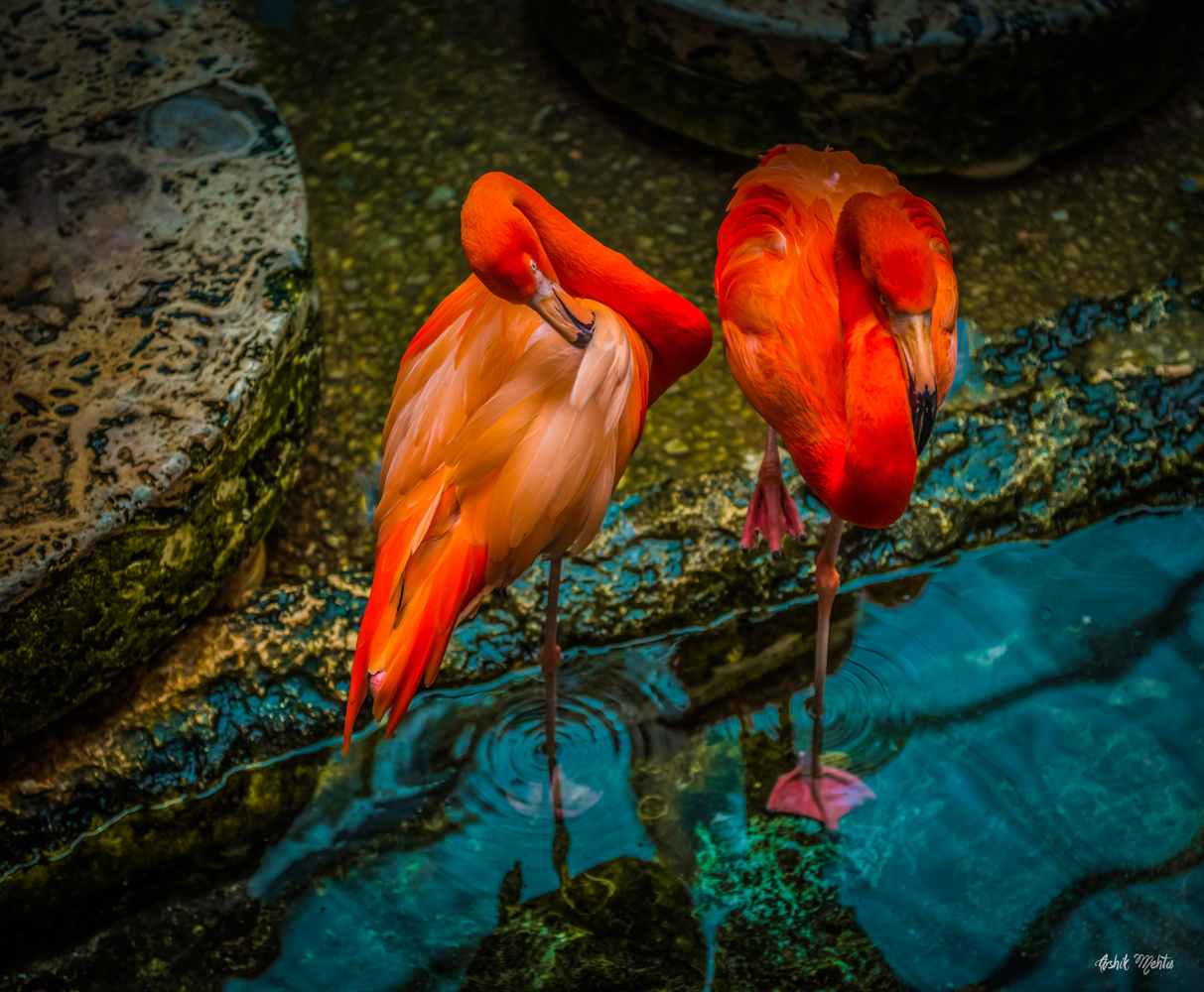 View Untitled 3 by ASHIK MEHTA