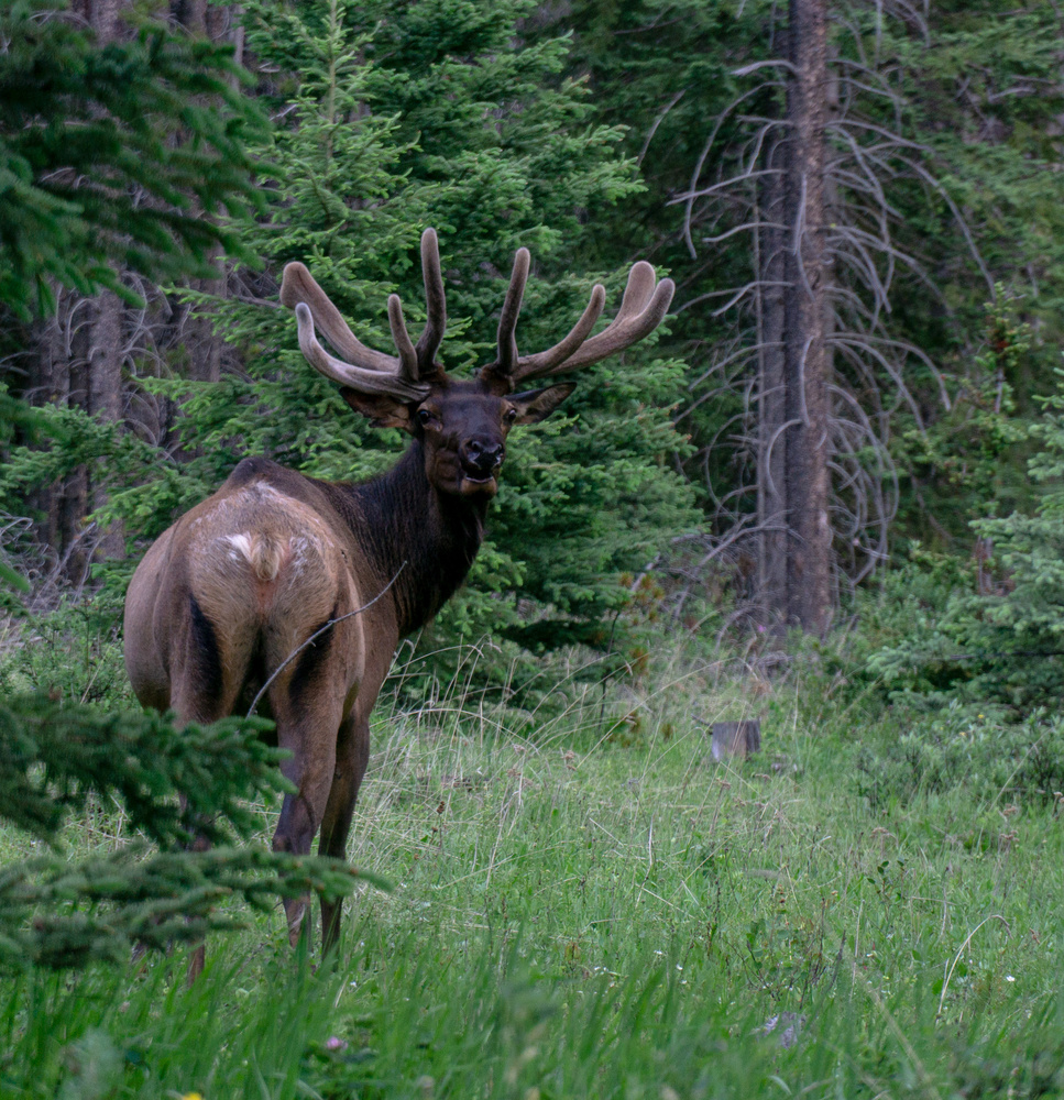 View Elk in the campsite by Joseph Pors