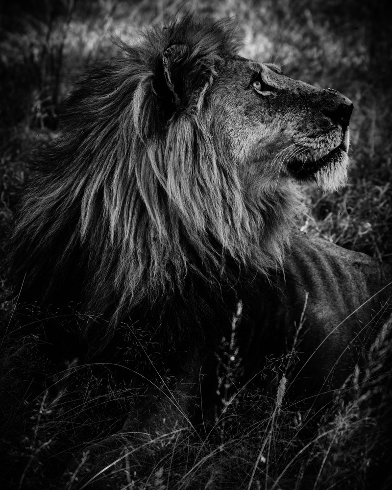 View Untitled 4 by nicky fredriksson