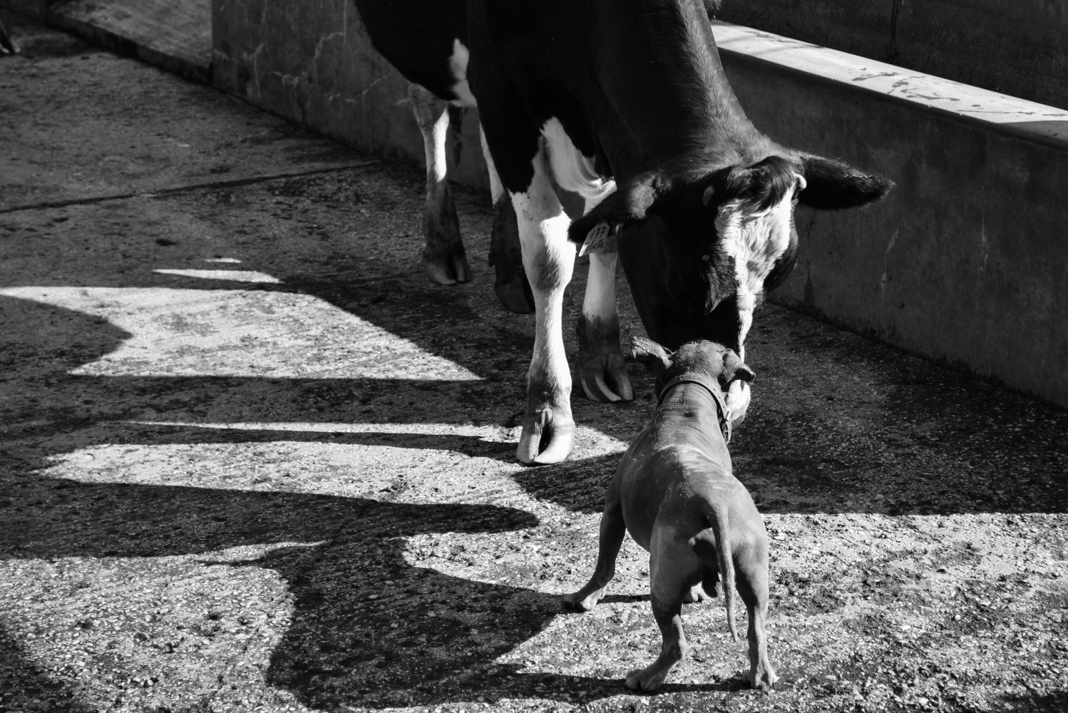View Untitled 1 by Yoeno Armas