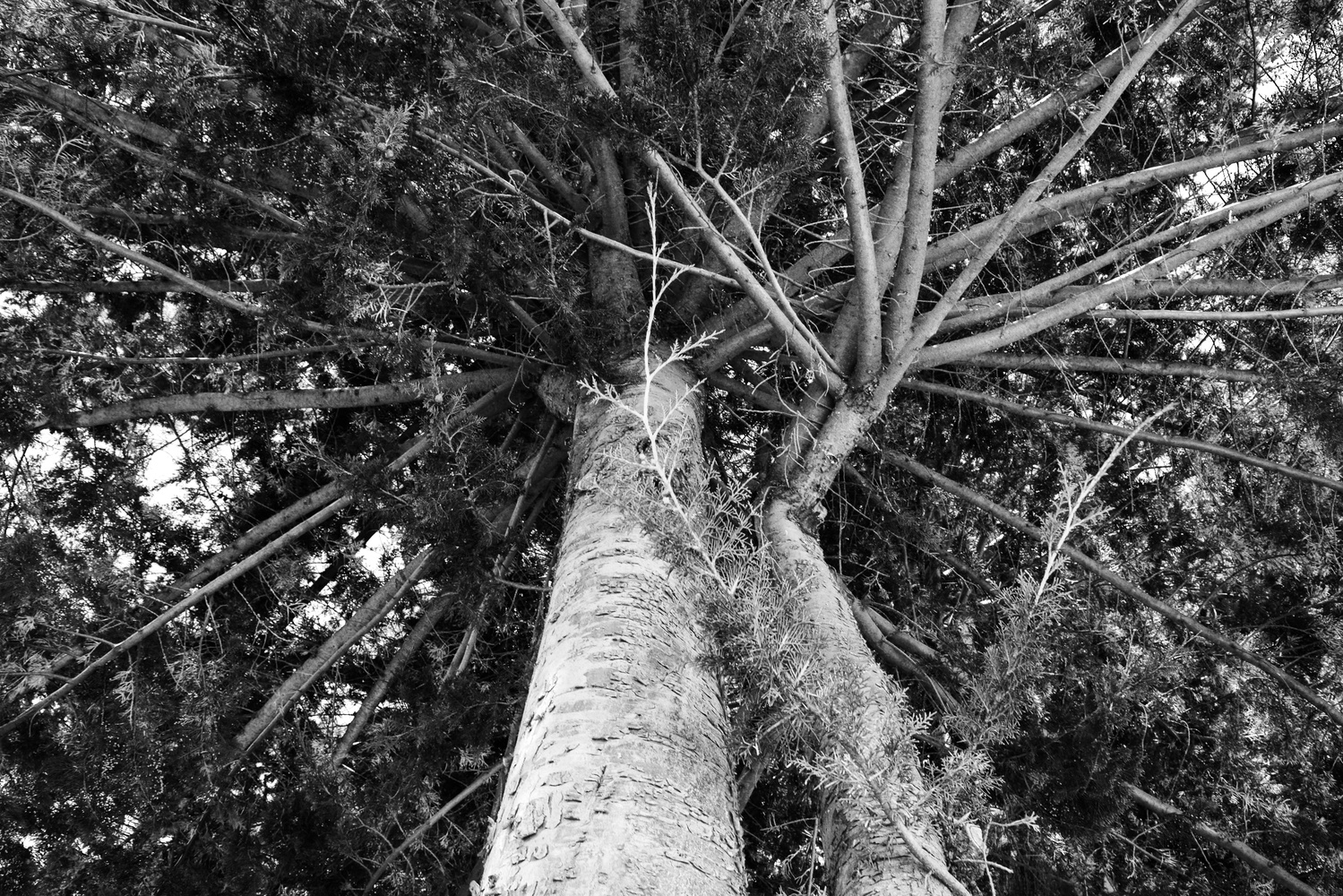 View Untitled 2 by Yoeno Armas