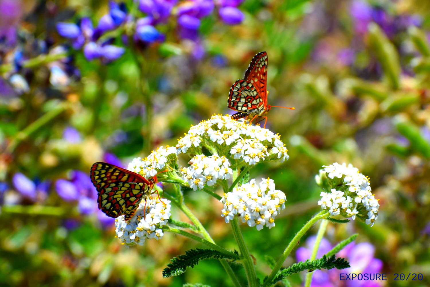 View Butterflies by Tom Wellons