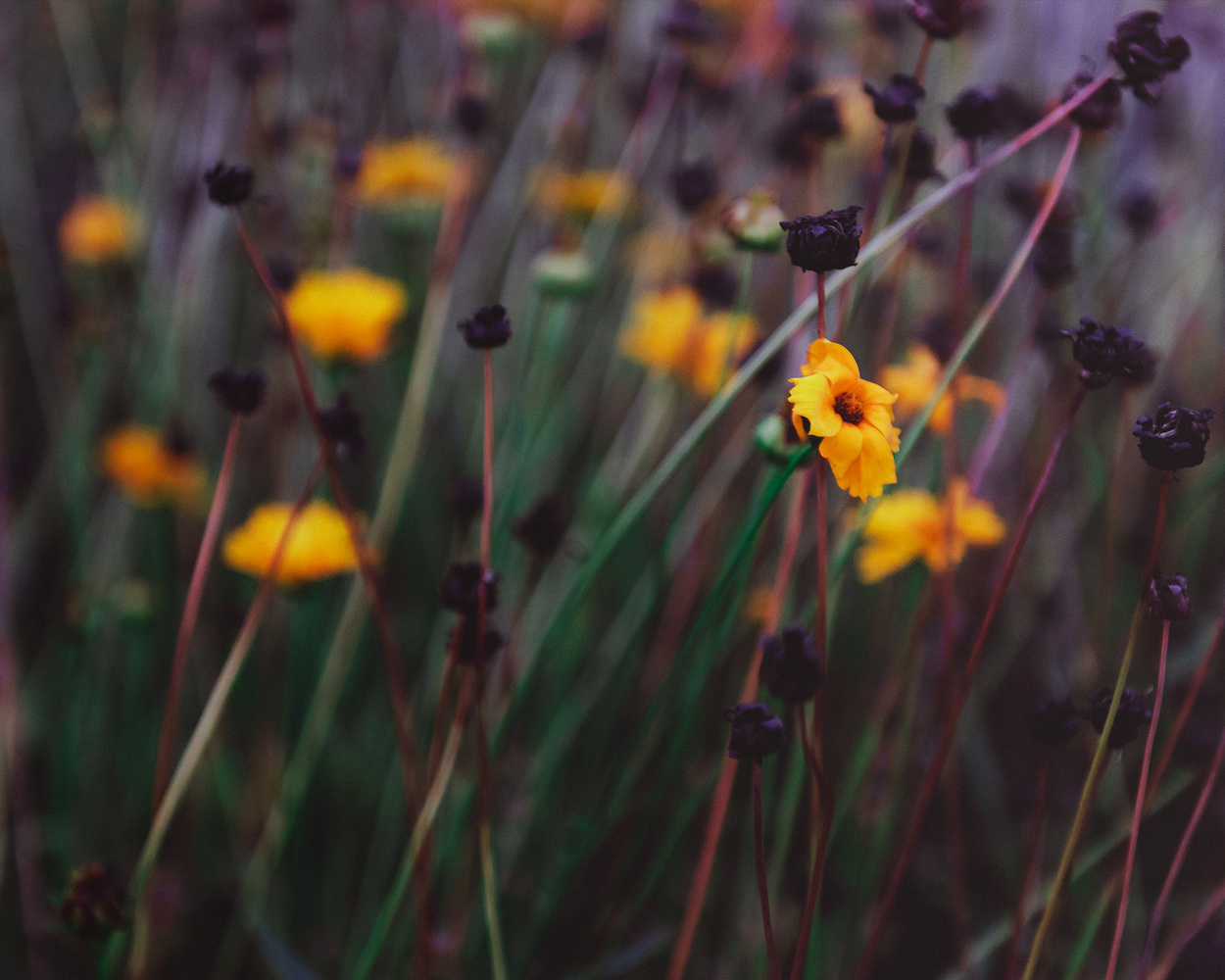View Untitled 2 by Dani Treisman