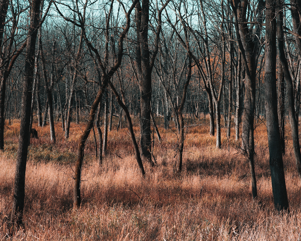 View Untitled 3 by Dani Treisman