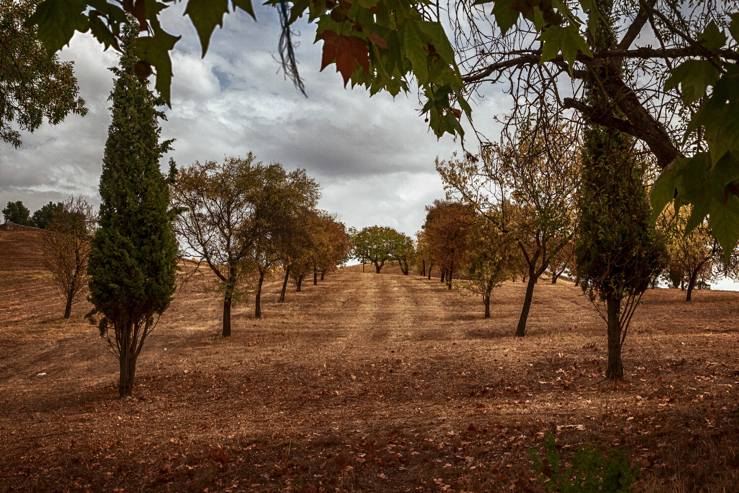 Tree-lined dirt road stretching through arid landscape under cloudy sky