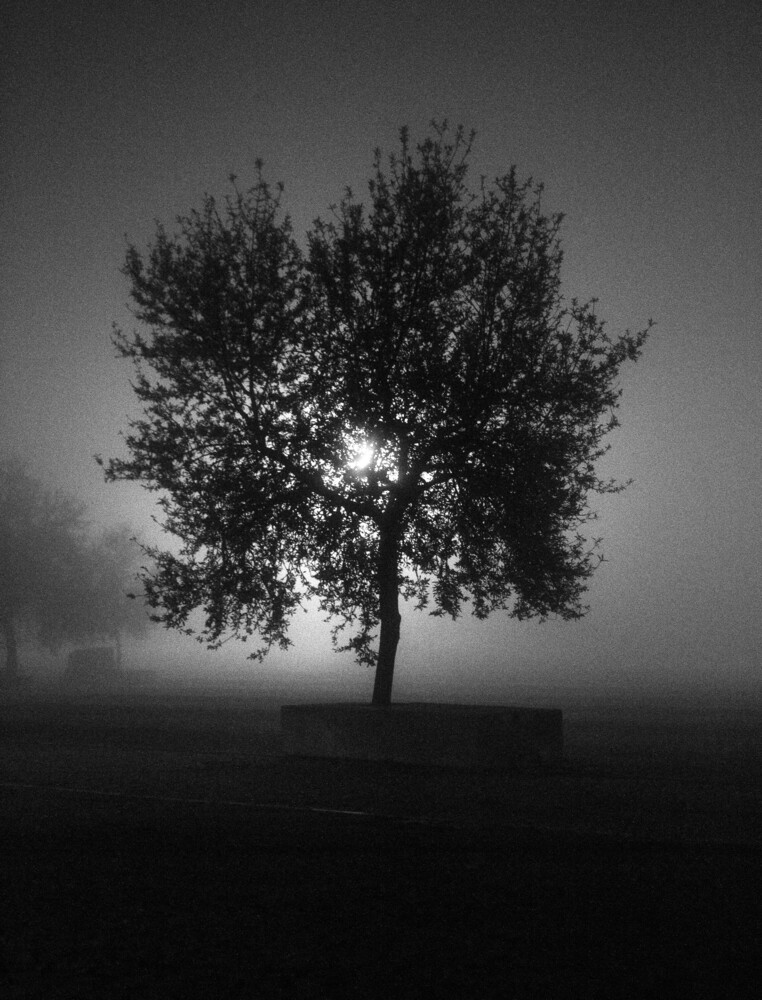 Solitary tree with bare branches silhouetted against foggy sky in high-contrast black and white
