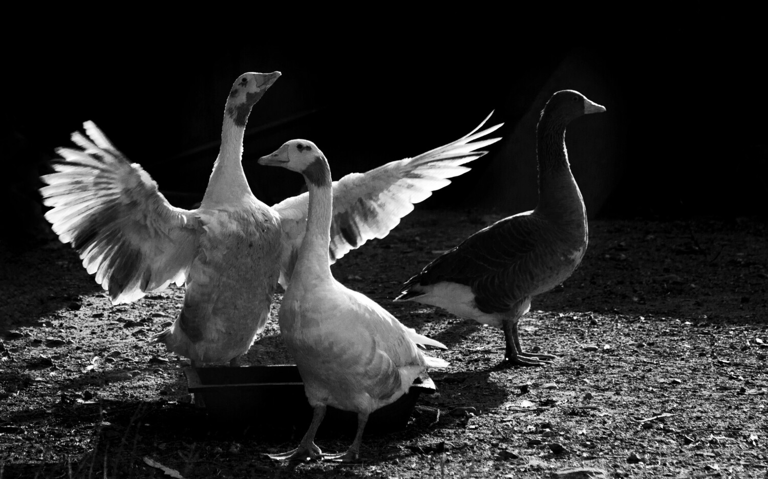 Black and white photo of a white goose spreading its wings beside another goose on dirt ground against a dark background.