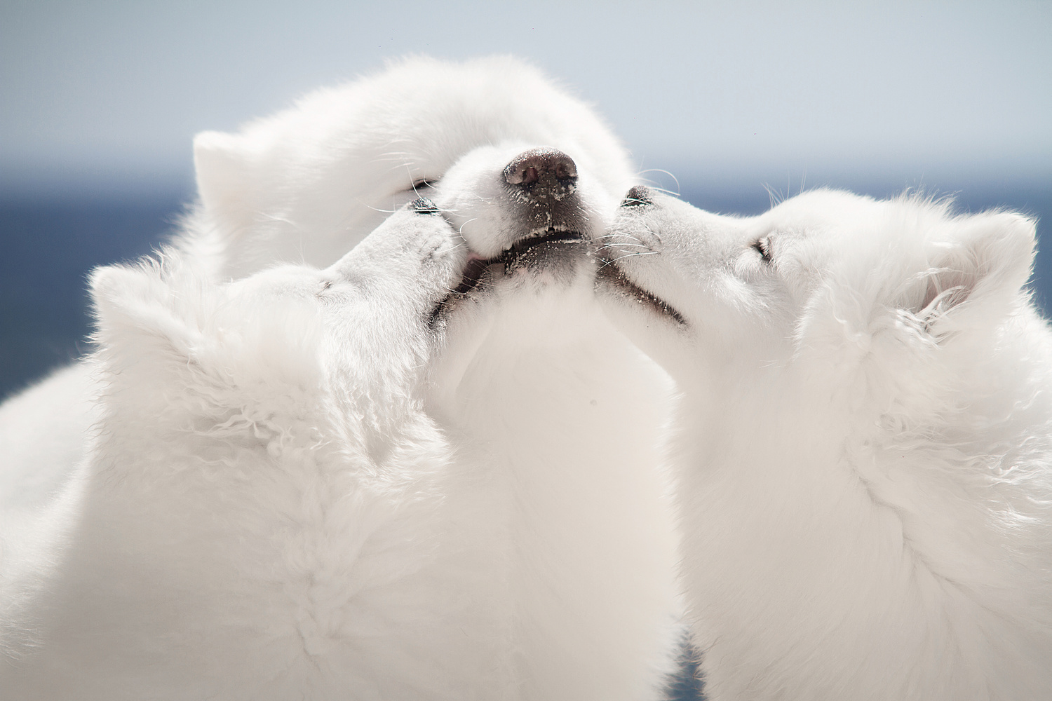 Samia Dogs Sammies | Fstoppers