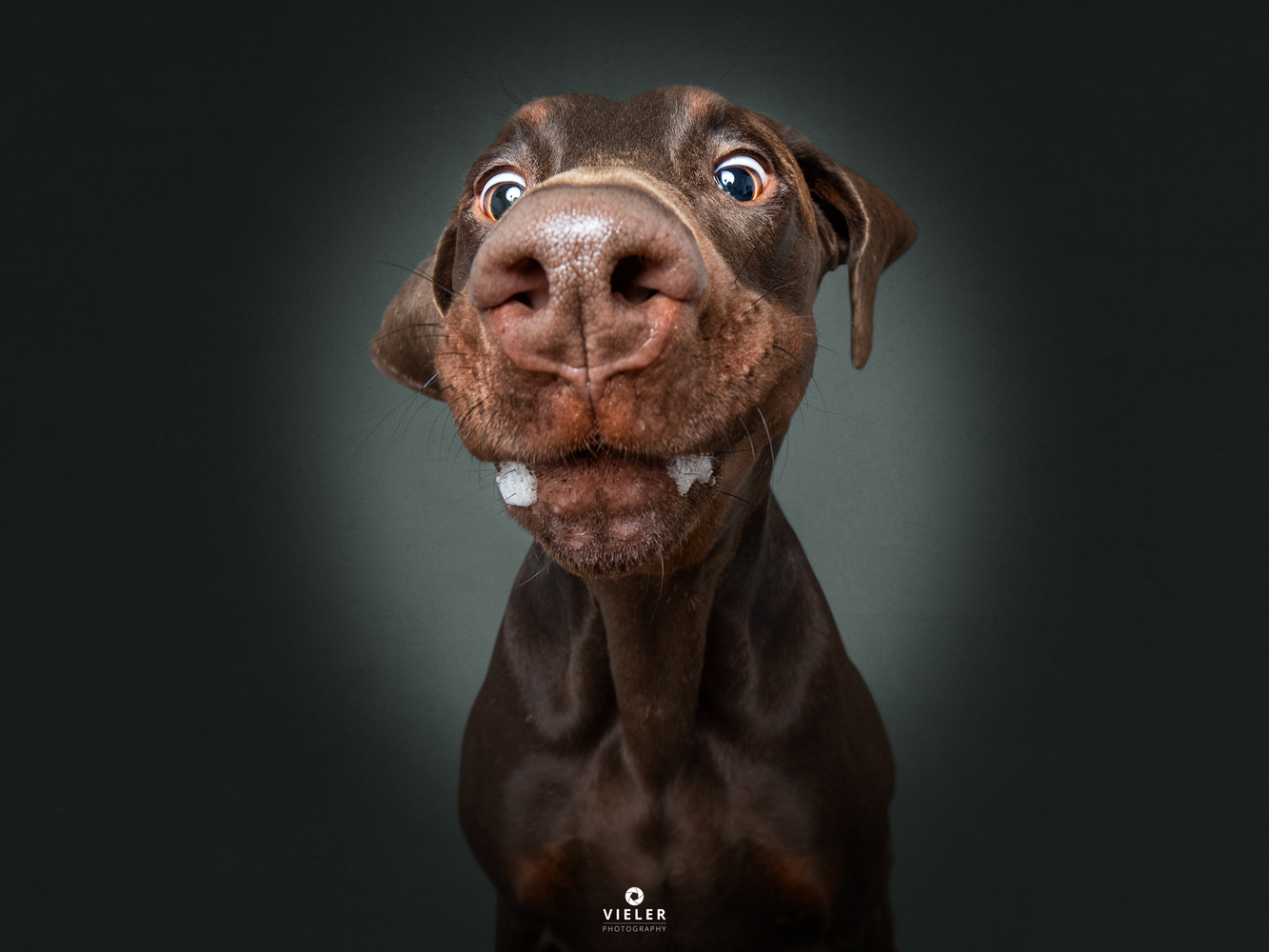 Doberman Murphy as Goofy - Christian Vieler on Fstoppers