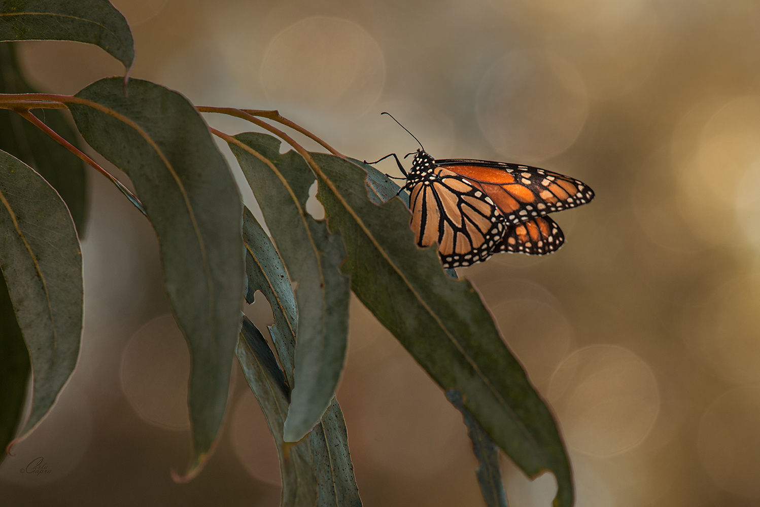 View Monarch by Carla Anderson