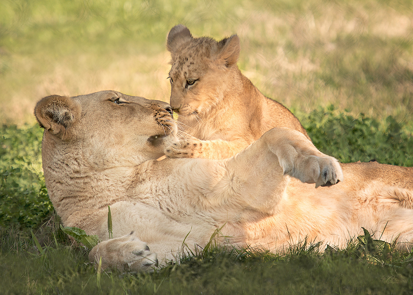 View Lioness and Cub by Carla Anderson