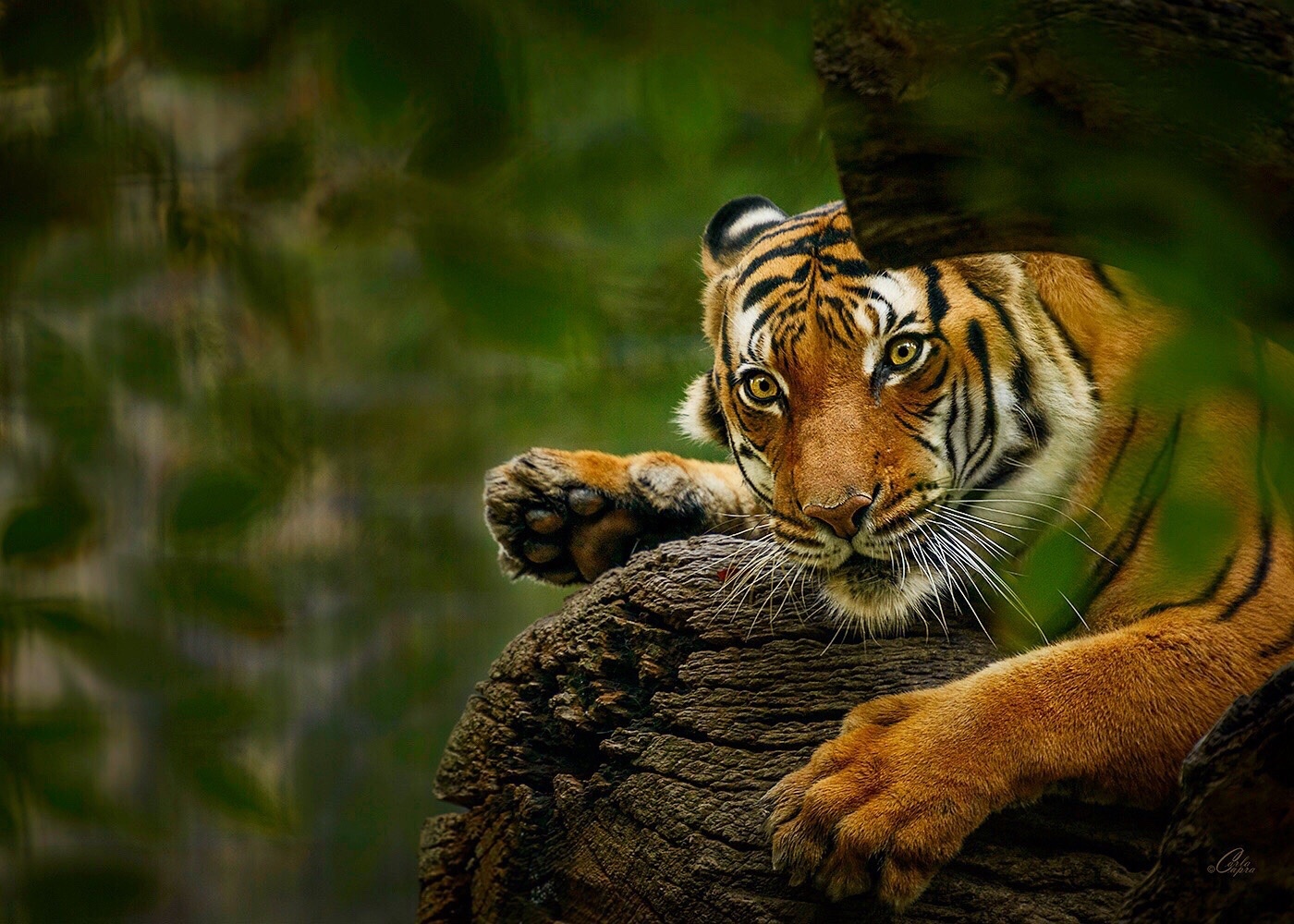 View I’m looking at you by Carla Anderson