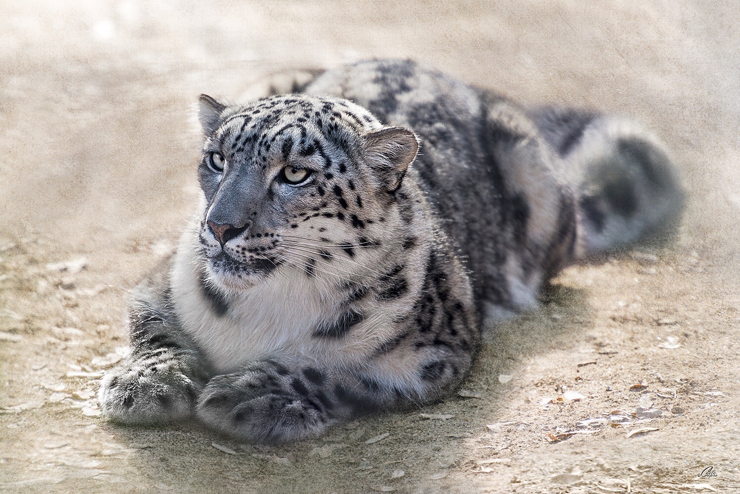 View Snow Leopard by Carla Anderson