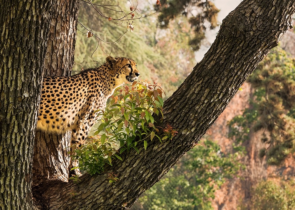 View Treed by Carla Anderson