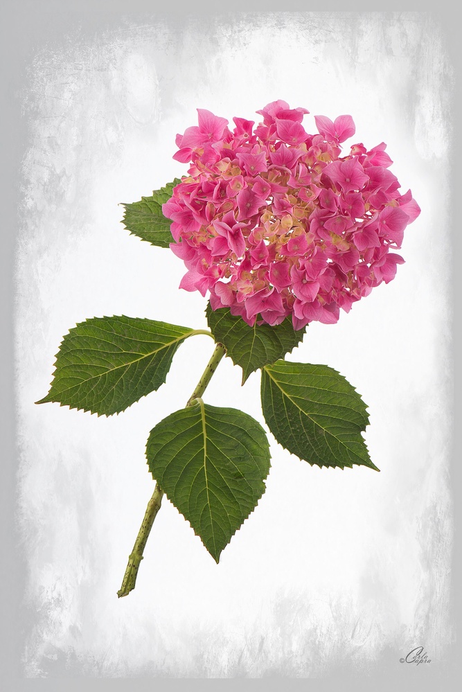 View Hydrangea by Carla Anderson