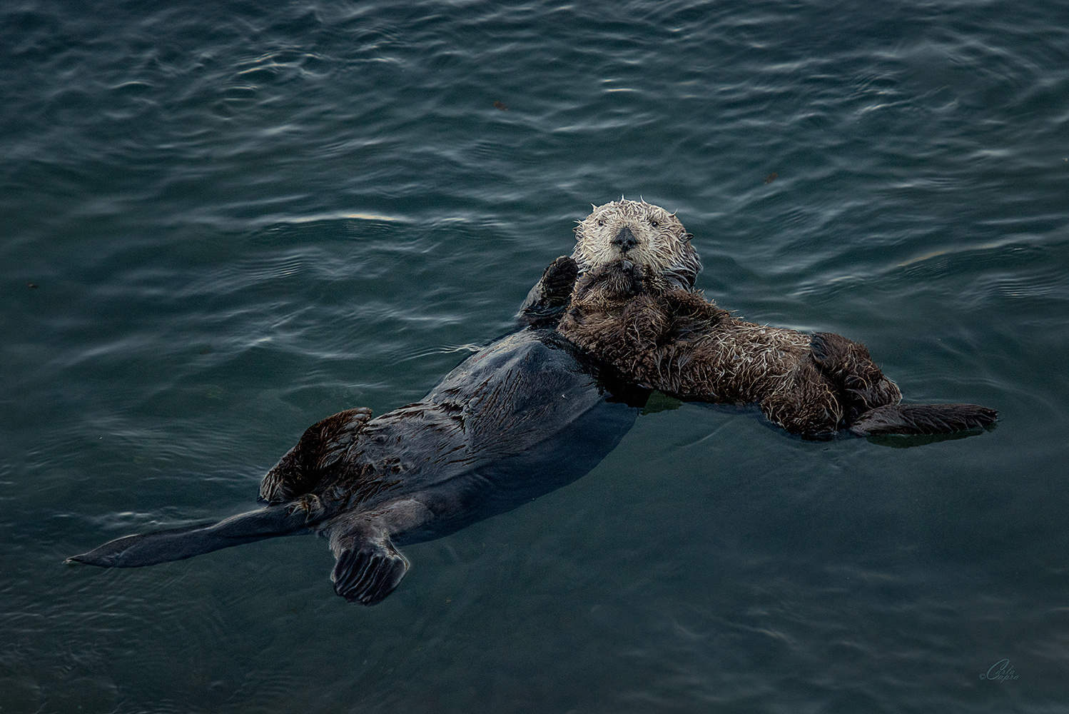 View Mum n pup by Carla Anderson