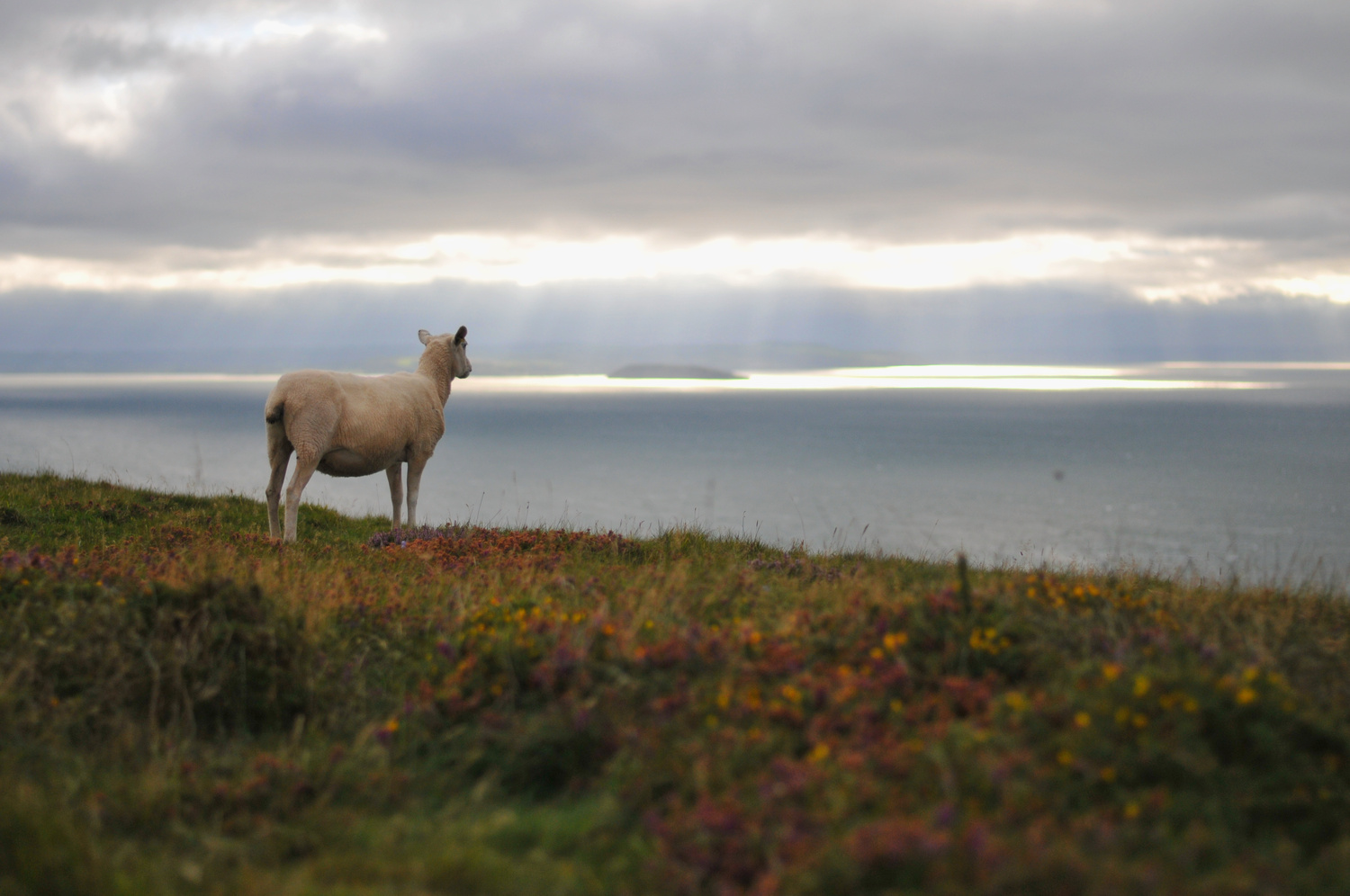 View Dreamy Sheep by Fabian Schmidt