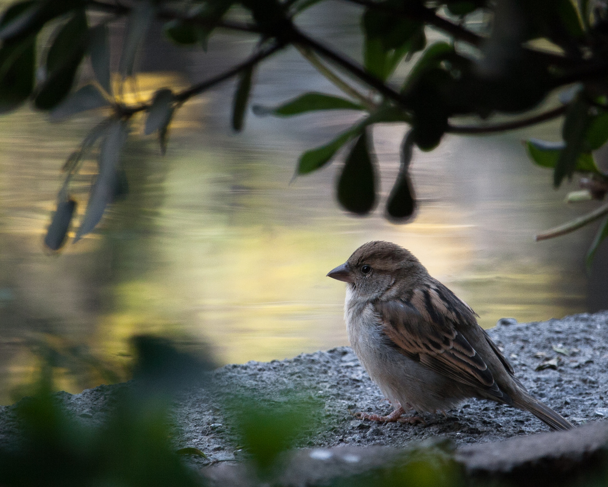 View Little bird by Manuel Niederl