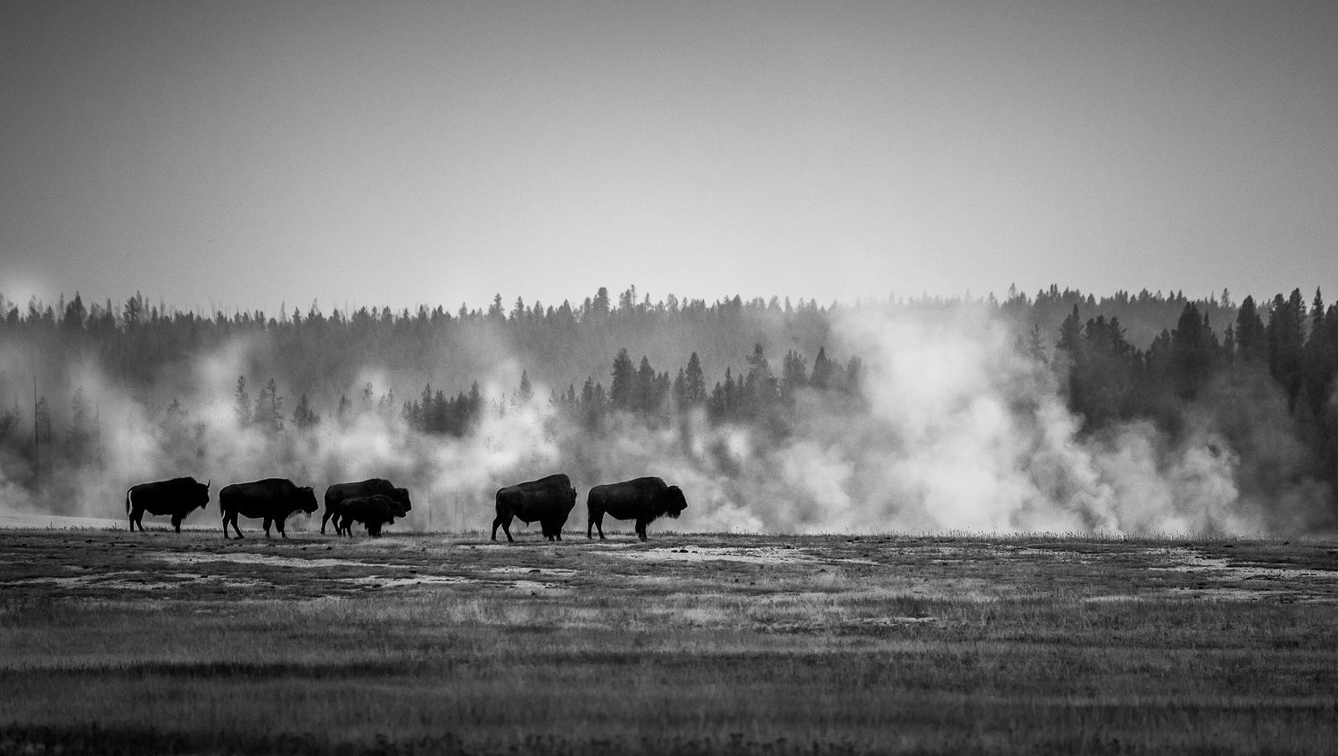 View Yellowstone rut by Tyler Booth