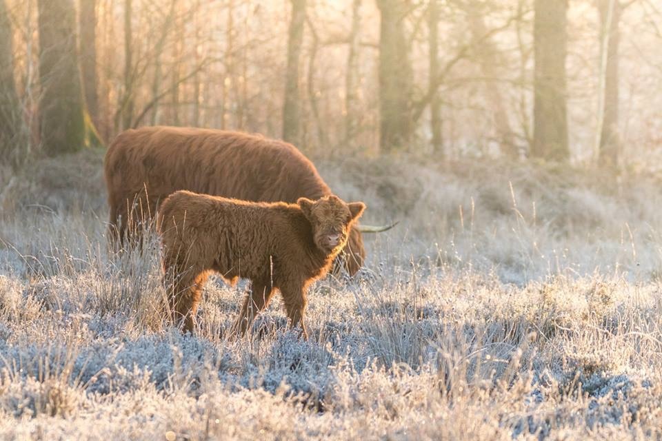 View Baby highlander by Ron Meijer