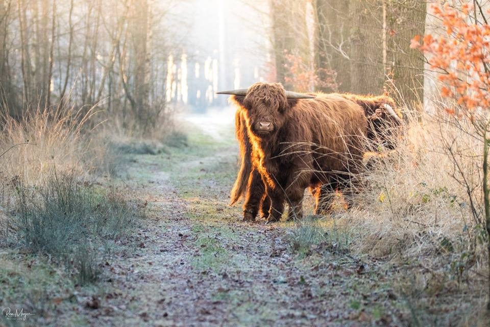 View Wintersun lights out the highlanders by Ron Meijer