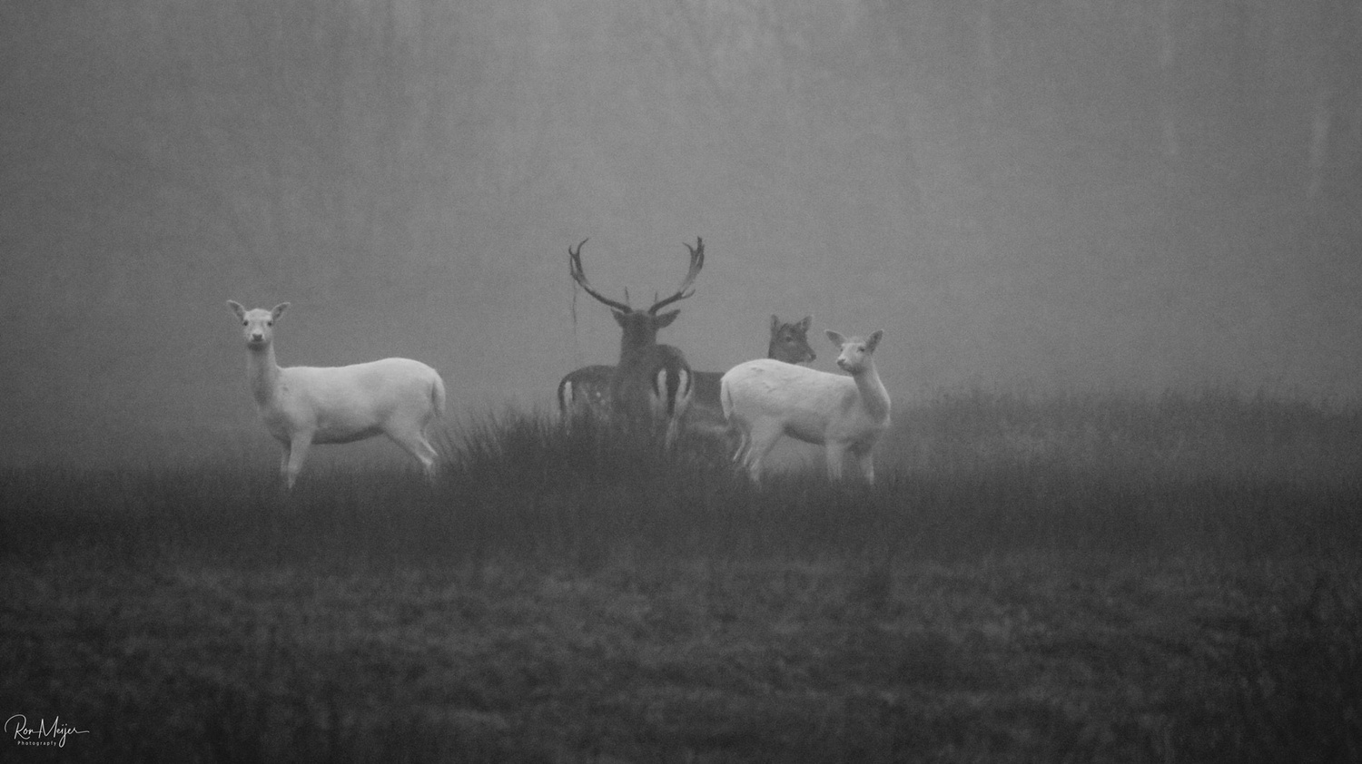 View Black and white by Ron Meijer