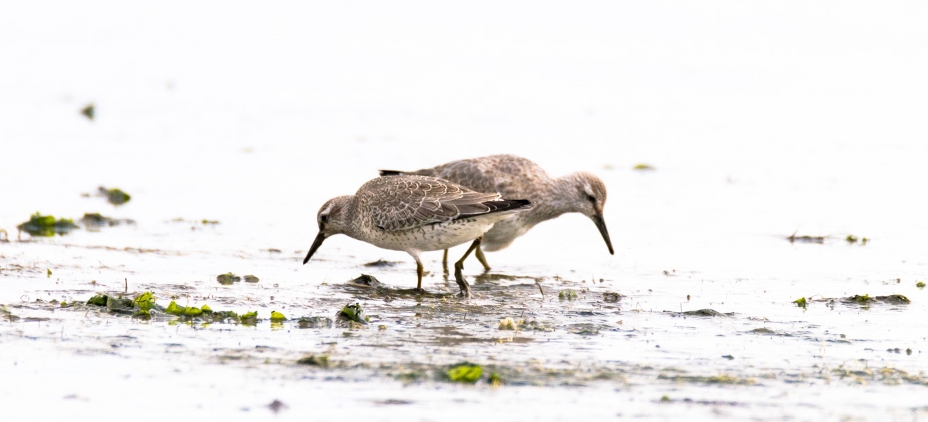 View High key birds by Ron Meijer