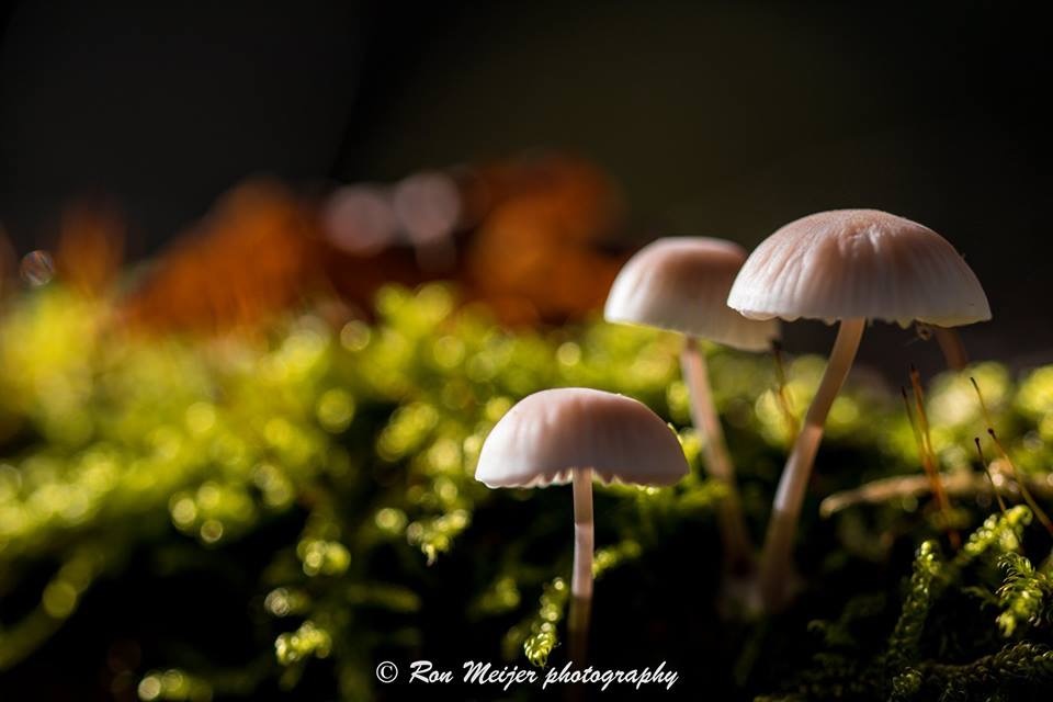 View Mushroom art by Ron Meijer