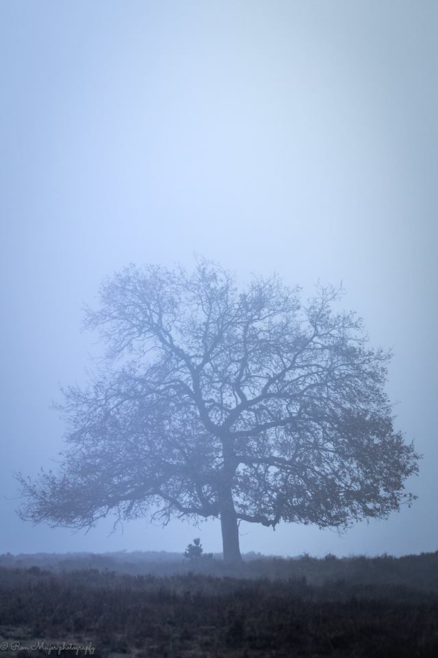 View Three on a cold december by Ron Meijer