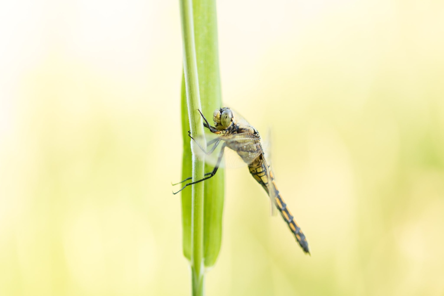 View Dragonfly by Ron Meijer