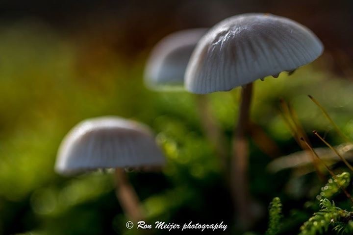 View Untitled 6 by Ron Meijer