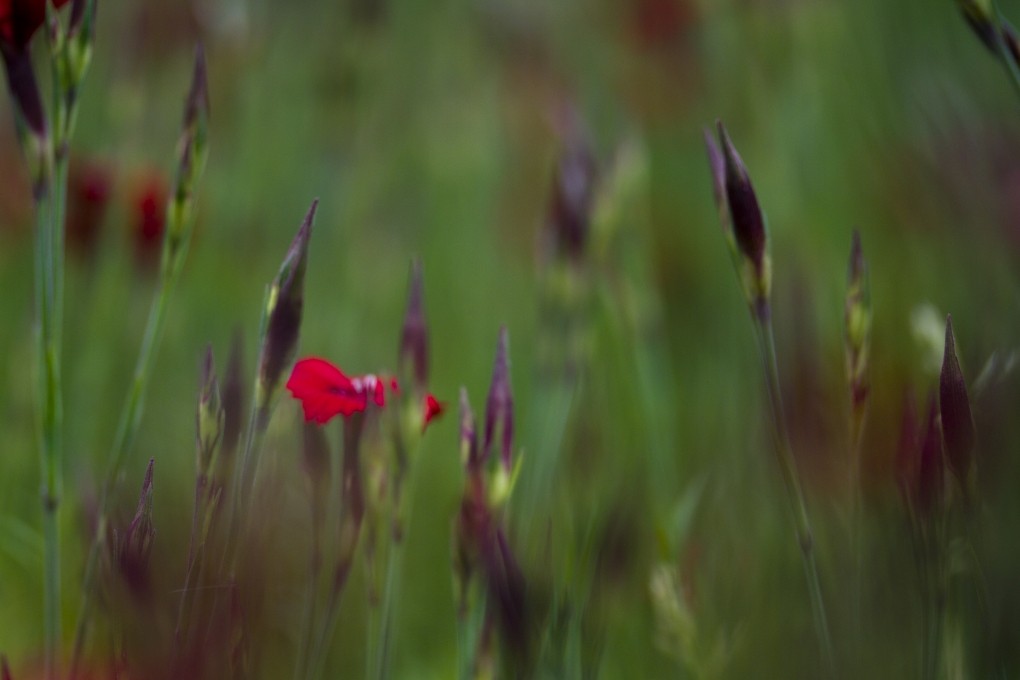 View Flowers by Angel Alonso