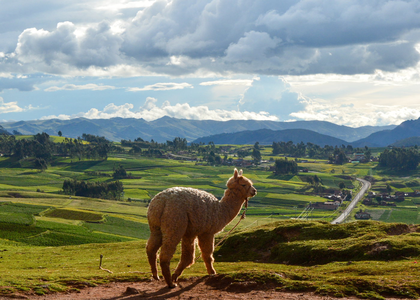 View Sacred Valley's llama by Eduardo Perez