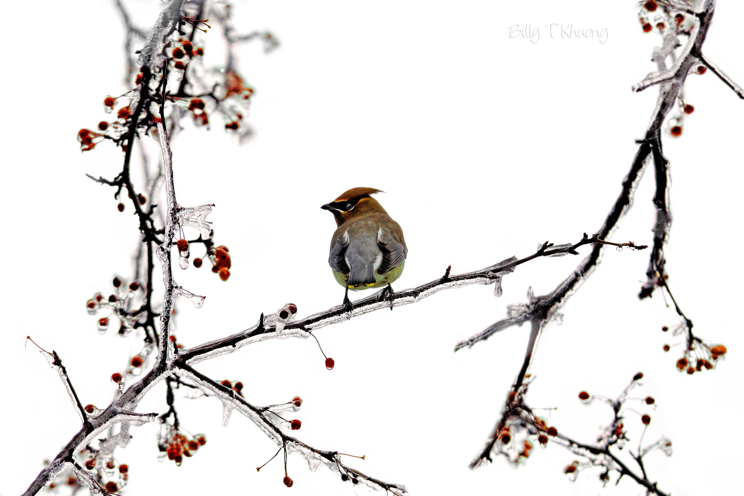 View Untitled 6 by Billy Khuong