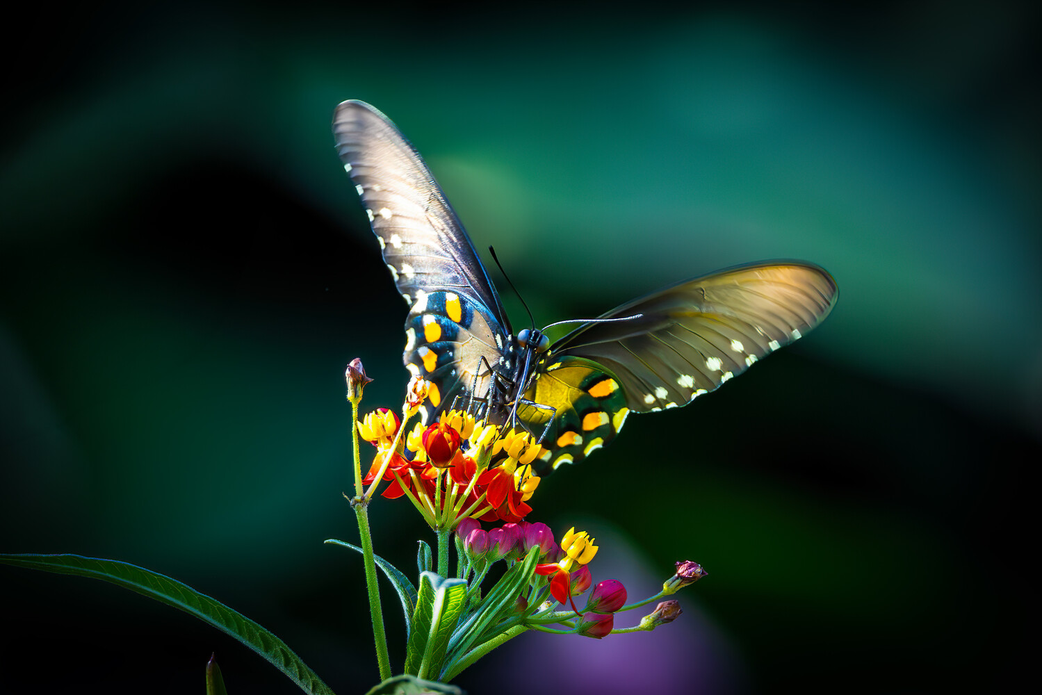 Black and yellow swallowtail butterfly perched on vibrant red and yellow clustered flowers
