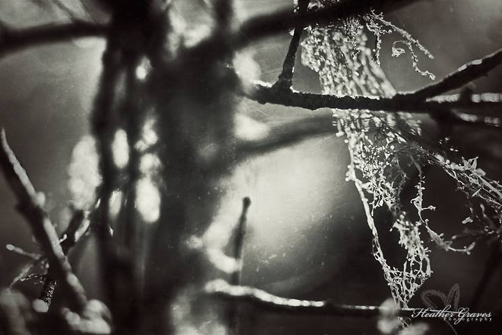 View Untitled 4 by Heather Graves
