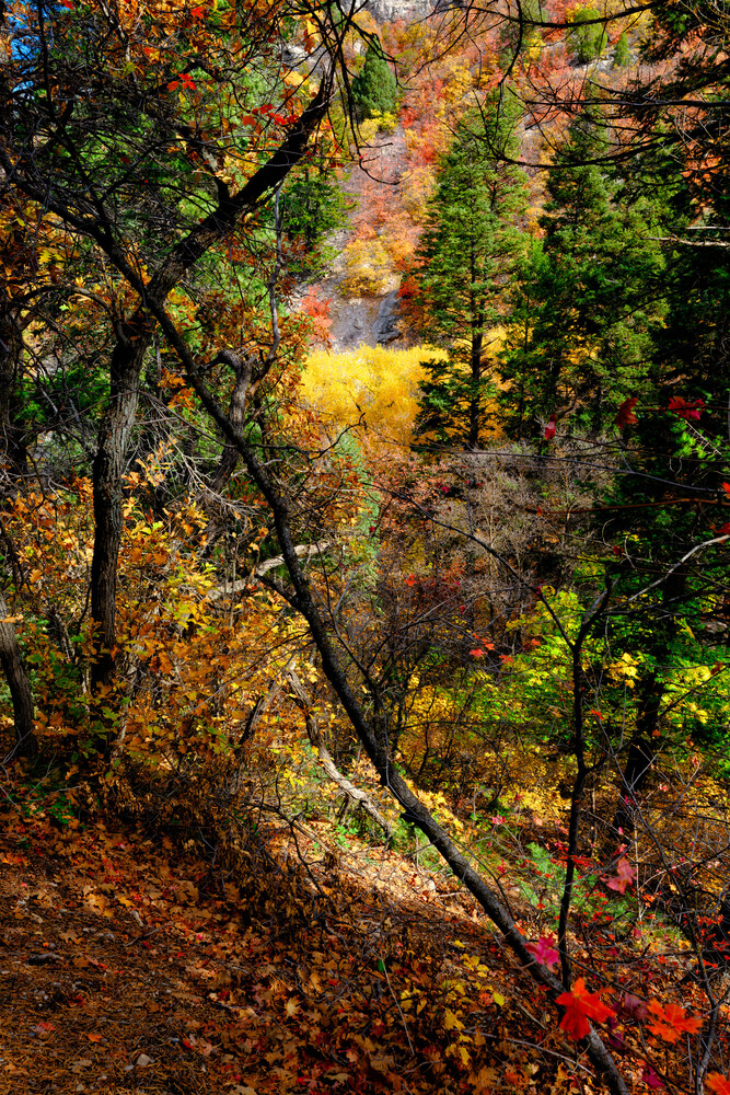 Wooded trail in autumn with bare and colorful branches, red and orange foliage on the left, and bright yellow aspen-like trees glowing in the misty background.