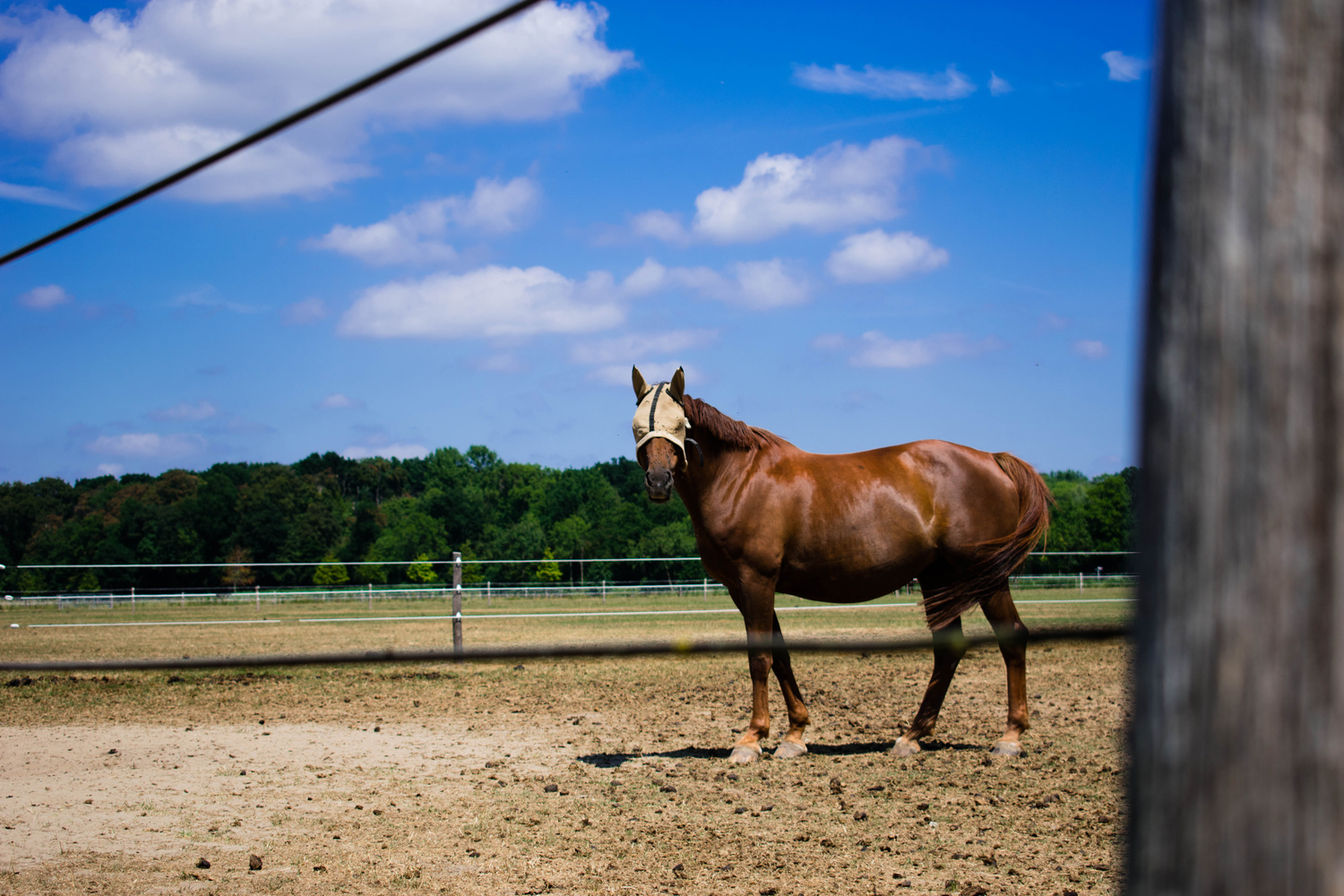 Horse in the paddock Landscape and Nature Photography on Fstoppers