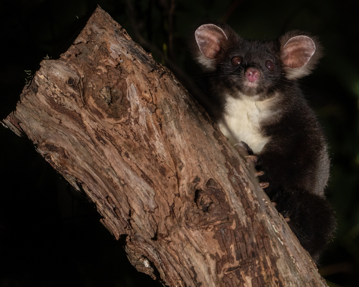 Greater Glider Landscape and Nature Photography on Fstoppers