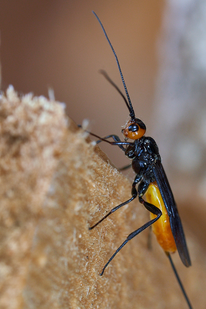 Parasitoid Wasp (Braconidae) - Macro on Fstoppers