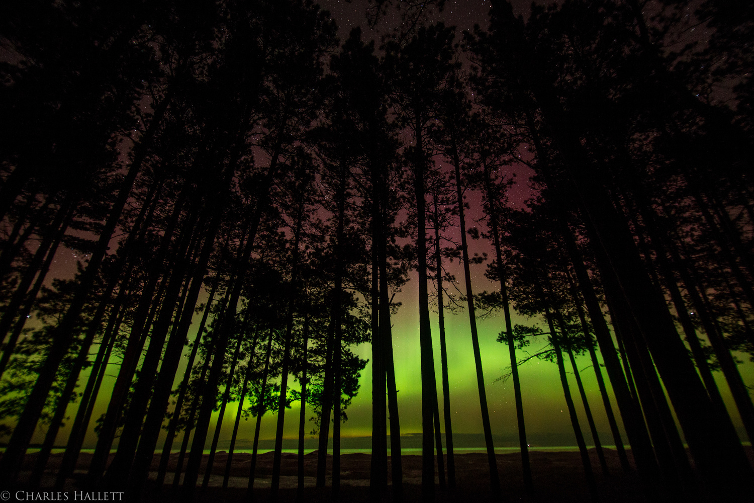 View North Woods Aurora by Charles Hallett