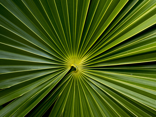View Going Green by Taylor Noland